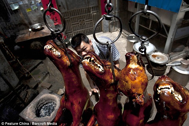 Controversial: A cook roasts crispy-skin dogs in a restaurant as some 10,000 dogs are expected to be killed