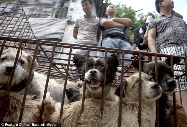 For sale: Caged dogs wait to be sold in a market on Sunday before the official start of the festival