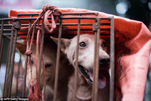 Forlorn: A dog looks out from its cage at a stall as it is displayed by a vendor at meat festival in Yulin