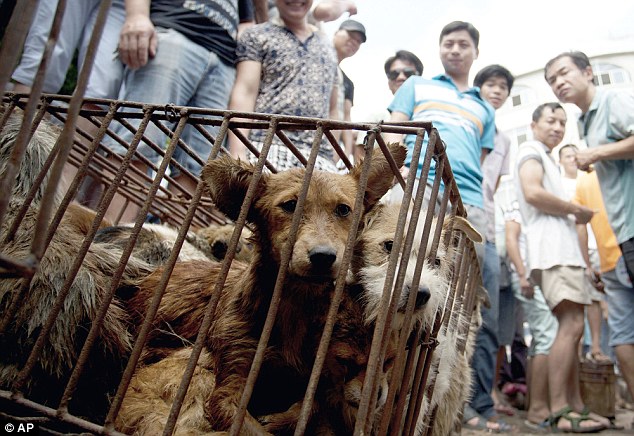 Brutal fate: Dogs ready for slaughter stored in cages at a meat market in Yulin in south China