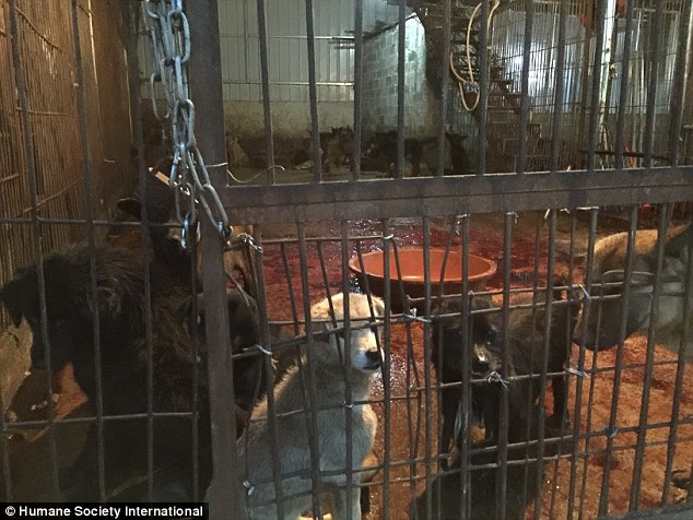 The animal rights organisation found that many of the dogs and cats kept at the slaughter houses and meat markets wore pet collars - evidence that they could be stolen pets