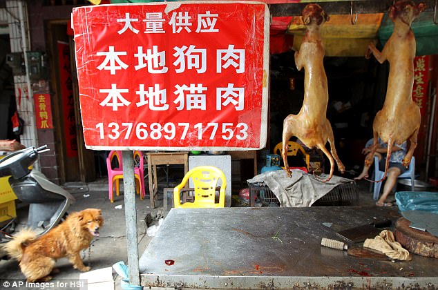 It is still a milestone victory in the ongoing campaign to end mass dog and cat slaughter at Yulin, and is evidence of growing political will from inside China to clamp down on the trade