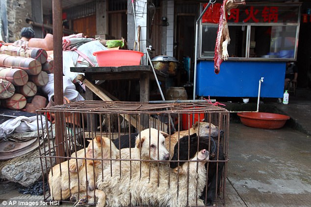 Dog meat will be banned at an annual Chinese festival after activists campaigned to stop millions of animals being stolen and bludgeoned to death each year