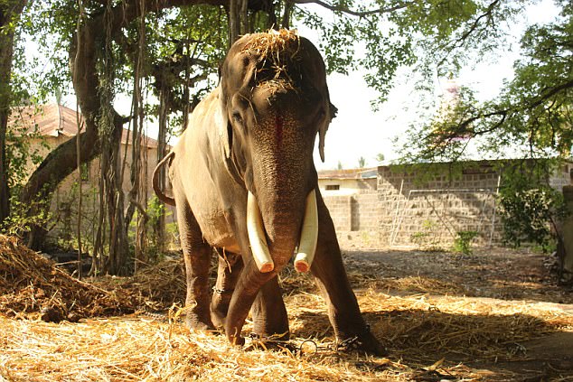 Gajraj is 75 years old. Yesterday, she arrived at a sanctuary where she enjoyed her first dust bath after being freed from a temple