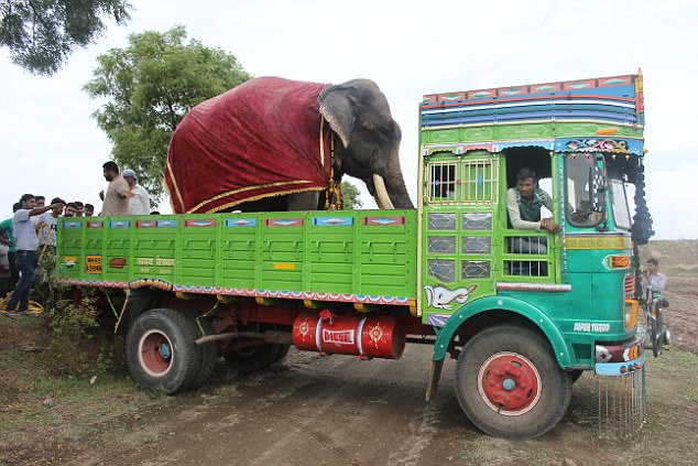 3. But the jumbo boarded an open truck, familiar to him after travelling on it to festivals. Refreshment stops were made every few hours during the 930-mile journey 