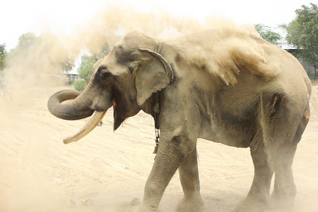 Yesterday, Gajraj ¿ his name means ¿The king of elephants¿ ¿ was finally free from his terrible sentence