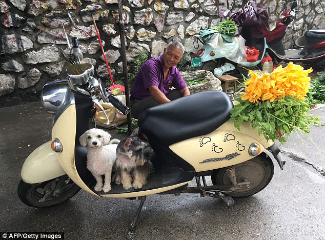 A man sits behind his pet dogs near a restaurant which serves dog meat in Yulin on June 21. Animal lovers said many of the dogs served during the festival were stolen pets
