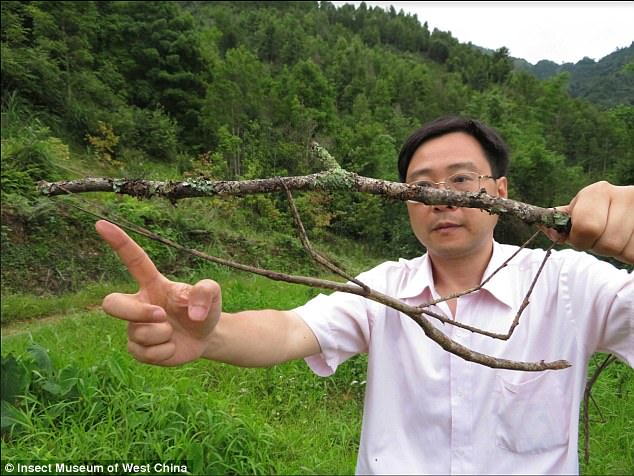 The stick insect, measuring 64 centimetres long, is around the length of a human arm