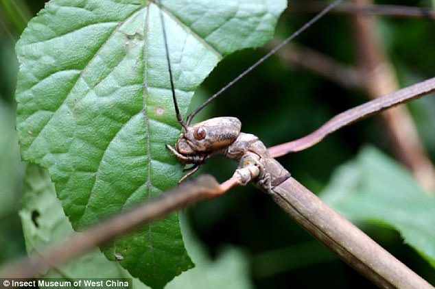 The artificially bred bug (pictured) has broken the record set by its parent at 62.4cm long