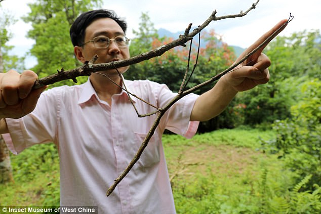 Entomologist Zhao Li said his museum has bred the world's largest insect (pictured)
