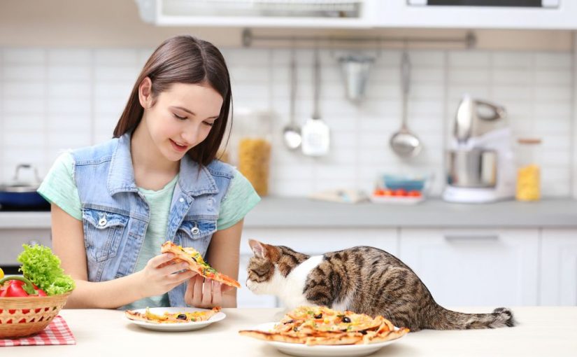 ماذا تأكل القطة من طعام البيت