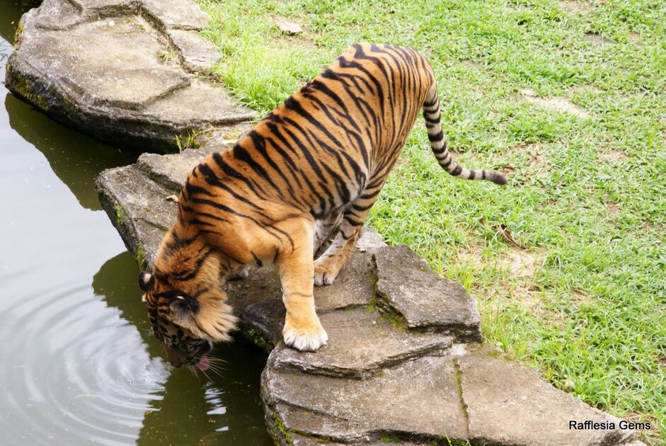 حديقة حيوان بوكيتتنجى Bukittinggi Zoo