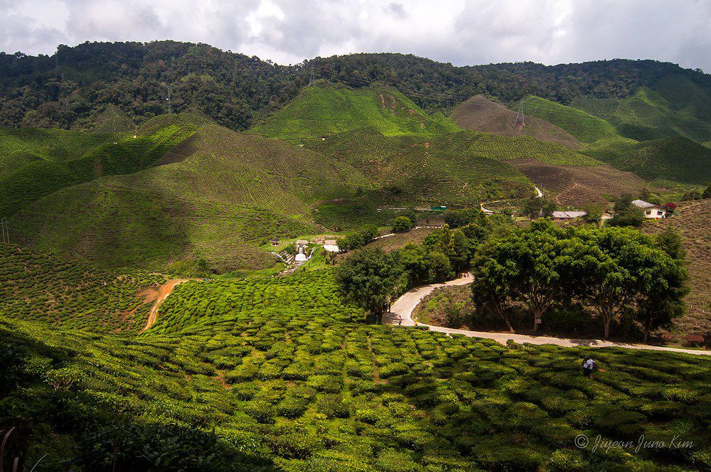 Cameron Valley Bharat tea