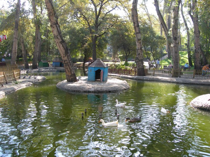 الأوز والبط في حديقة كوغولو