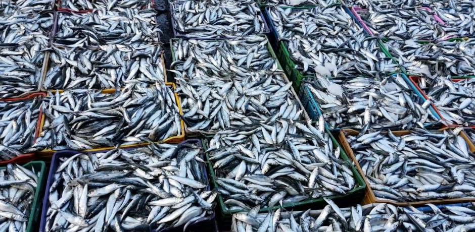 دراسة تربط بين تناول الأسماك ومقاوم ضعف الخصوبة