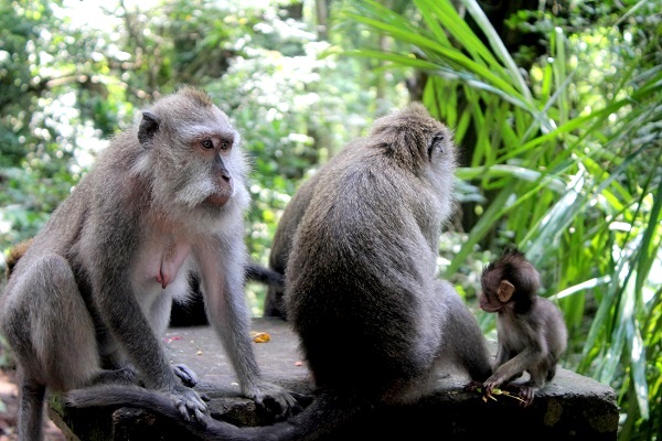 محمية القرود في بالي