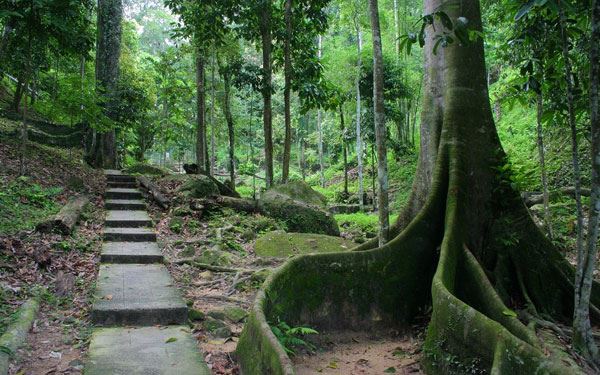الغابات في وادي دانوم