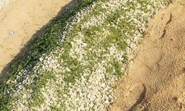 الكذبة أو الإشاعة الرابعة: العشب الأخضر ينبت على أحد القبور في محافظة الخرج