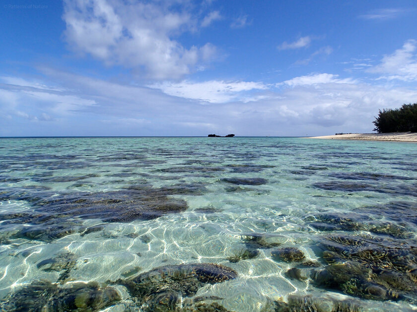 heron island reef