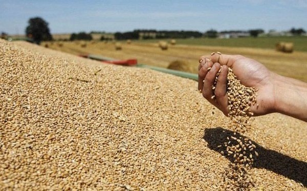 المغرب يرفع الرسوم على استيراد القمح