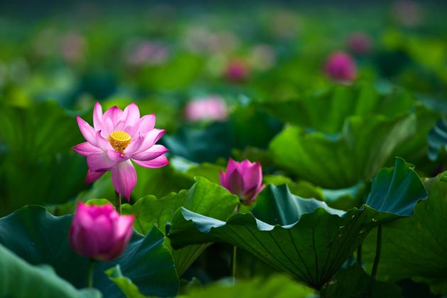 Lotus in Vietnam