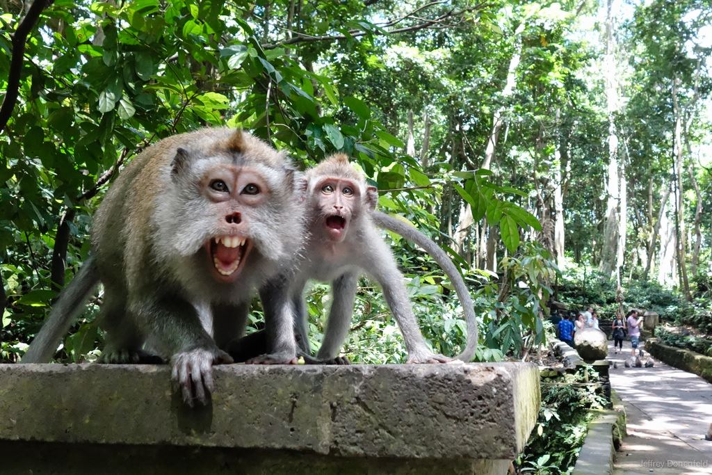 عنف القرود في الغابة