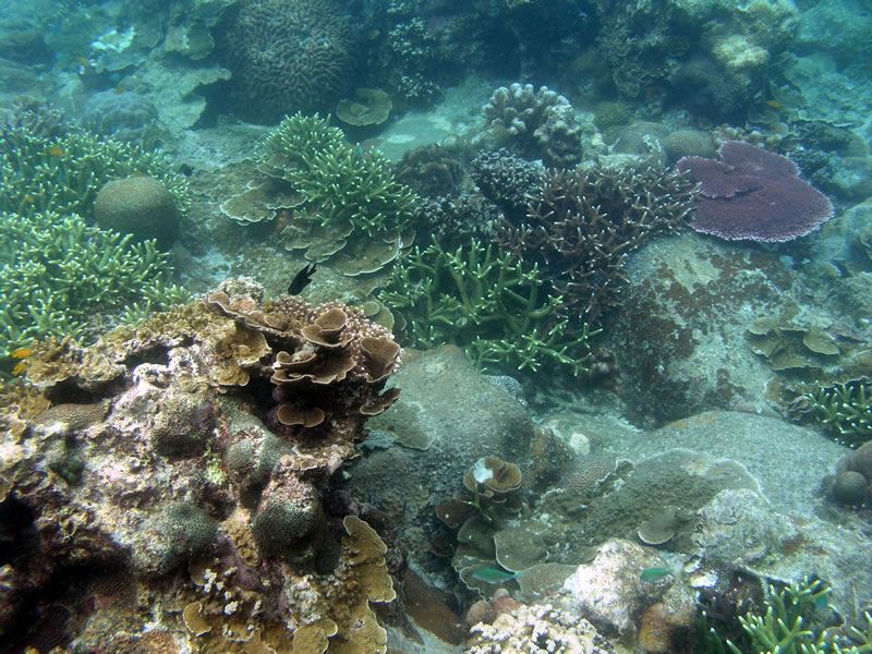 الشعاب المرجانية تحت ماء جزيرة أور