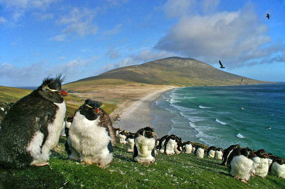 Saunders Neck is the Main attractions in Falkland Islands