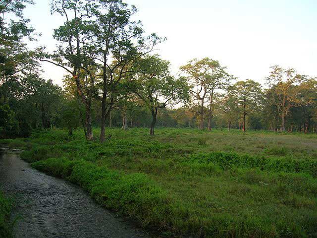 The Jaldapara Wildlife Sanctuary