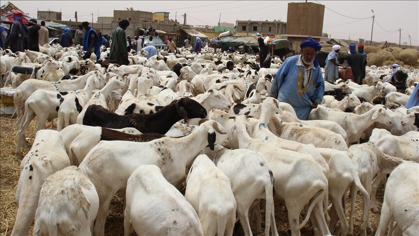 رغم ارتفاع الأسعار.. الموريتانيون ينتصرون للأضحية والعادات (تقرير)
