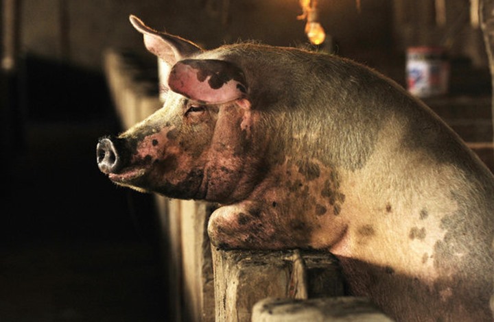 الإفلاس يهدد المشتغلين بإنتاج لحوم "الخنازير" ببريطانيا