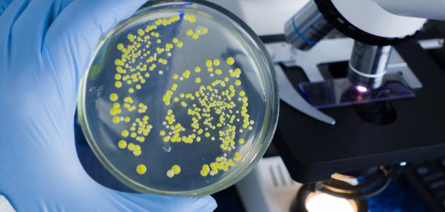 أهمية البكتيريا في الصناعة