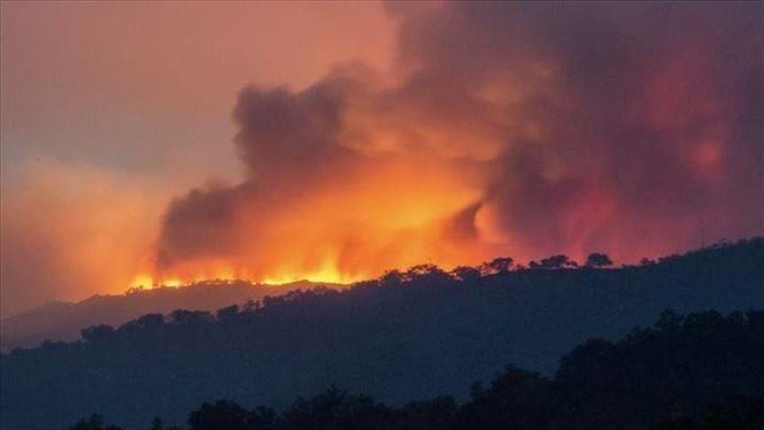 الجزائر.. ارتفاع عدد ضحايا حرائق الغابات إلى 65 قتيلًا