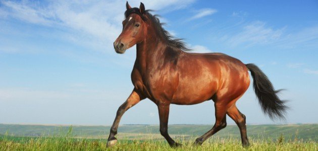 تفسير حلم الحصان البني