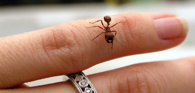 هل قرصة النمل مفيدة حقاً؟