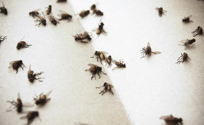 كم عدد الأمراض التي ينقلها ذباب المنزل