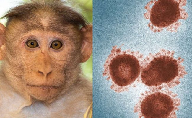 كيف ينتقل مرض جدري القرود