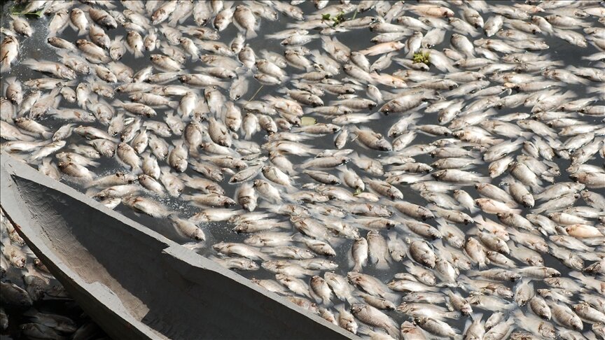 موريتانيا.. قلق من ظاهرة نفوق الأسماك قبالة الساحل (تقرير)